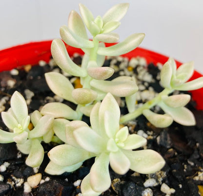 Graptopetalum Mendozae 'Mirinae' Variegata