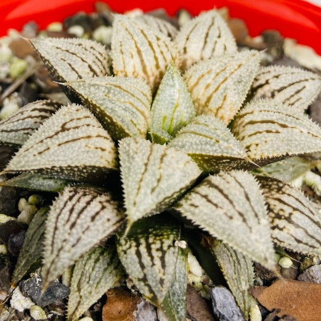 Haworthia Silver Kiwi