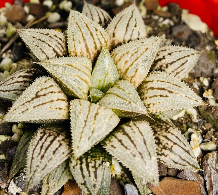 Haworthia Silver Kiwi