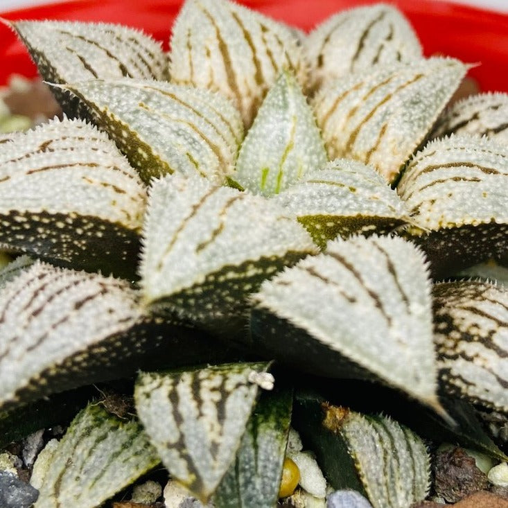 Haworthia Silver Kiwi