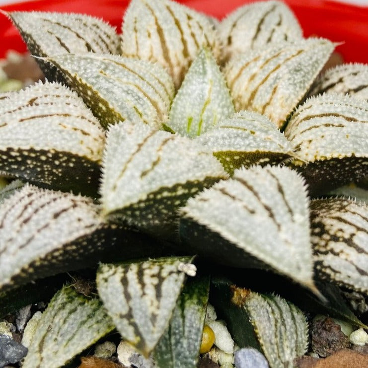 Haworthia Silver Kiwi