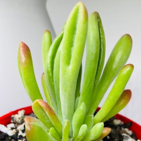 Crassula Shrek's Ears