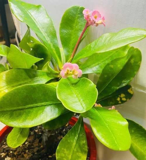 Euphorbia Milli Soft Pink