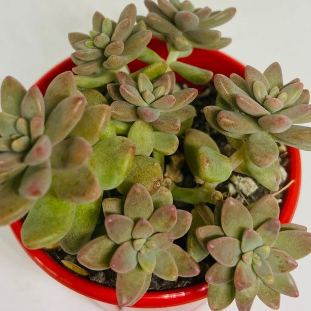 Sedeveria Pink Granite – Succulents World