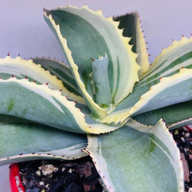 Agave Gypsophila Ivory Curls