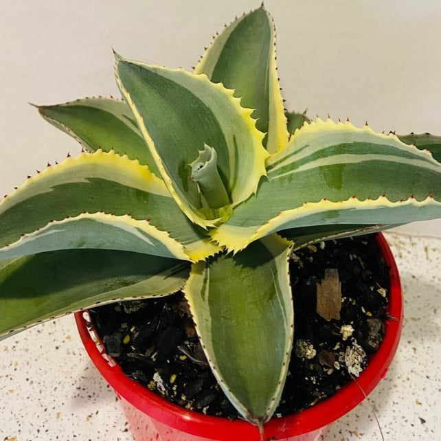 Agave Gypsophila Ivory Curls