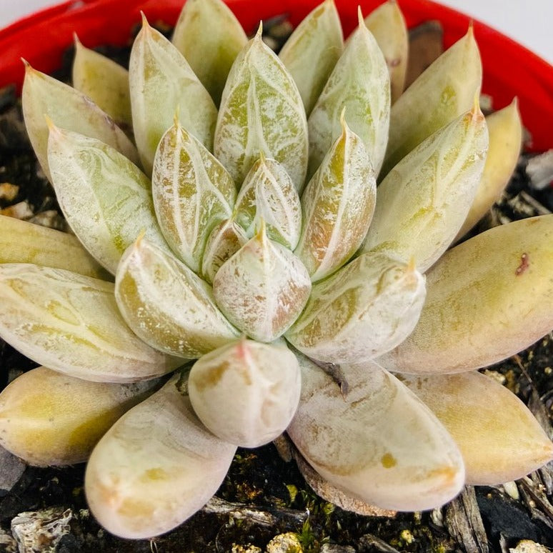 Echeveria Tolimanensis