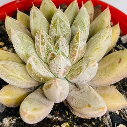 Echeveria Tolimanensis