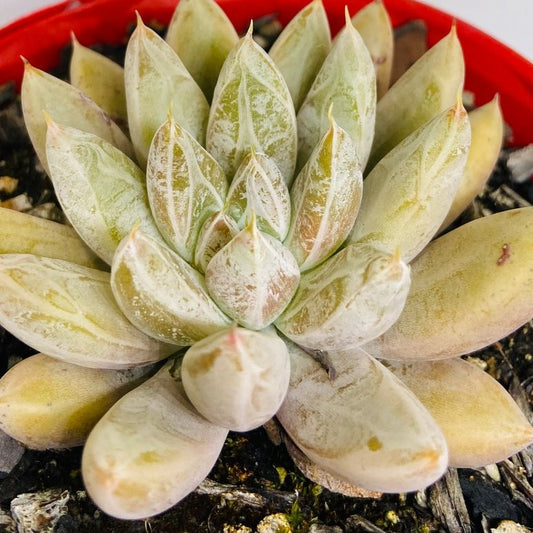 Echeveria Tolimanensis  130mm