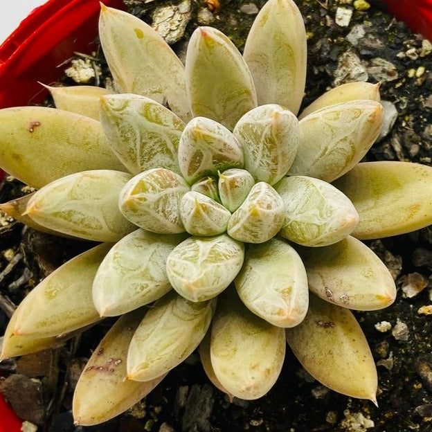 Echeveria Tolimanensis