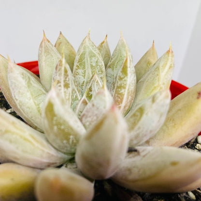 Echeveria Tolimanensis