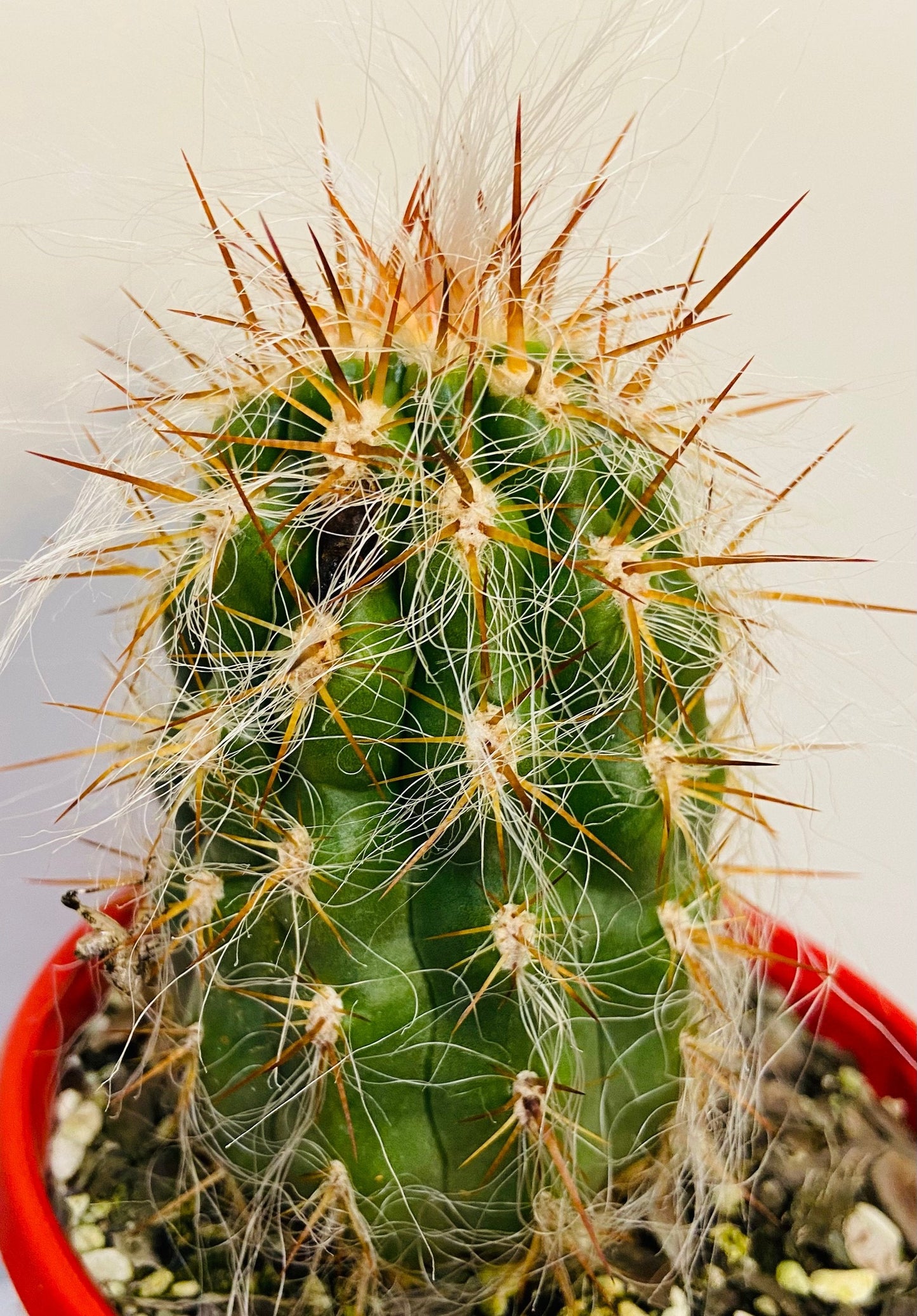 Oreocereus Celsianus - Old Man of the Andes - Maximus