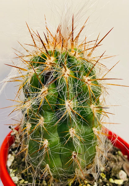 Oreocereus Celsianus - Old Man of the Andes - Maximus