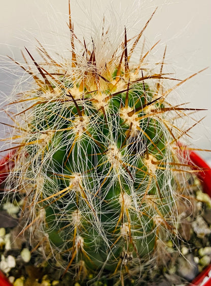 Oreocereus Celsianus - Old Man of the Andes - Maximus