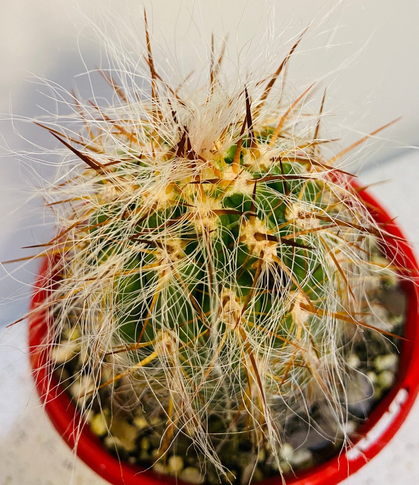 Oreocereus Celsianus - Old Man of the Andes - Maximus