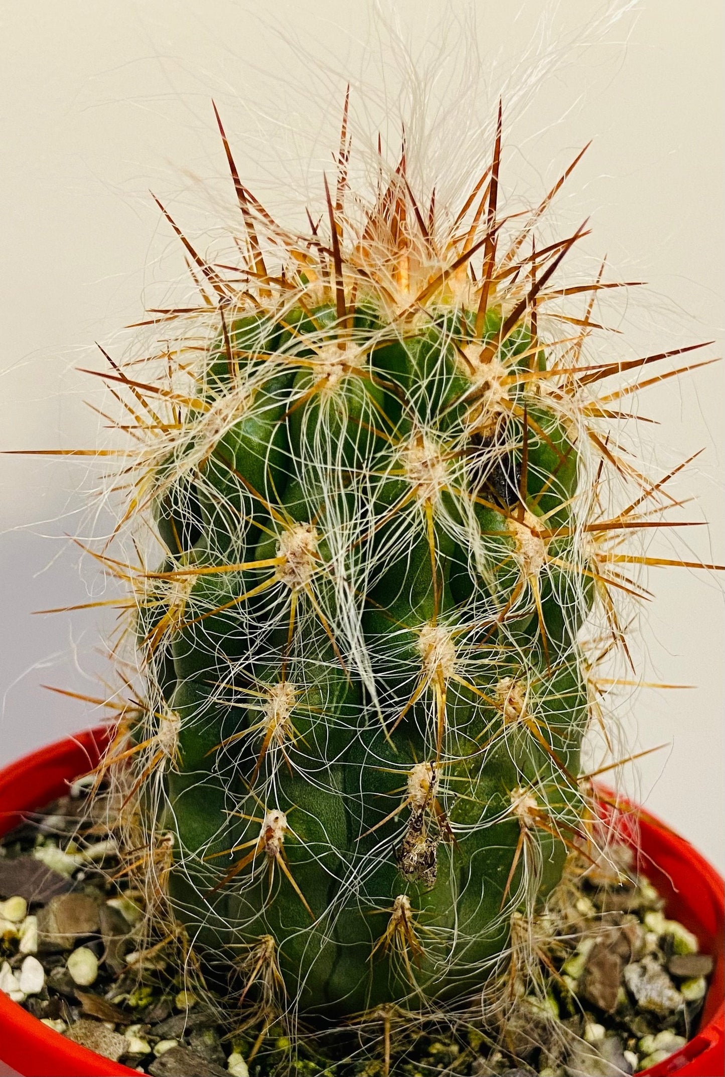 Oreocereus Celsianus - Old Man of the Andes - Maximus