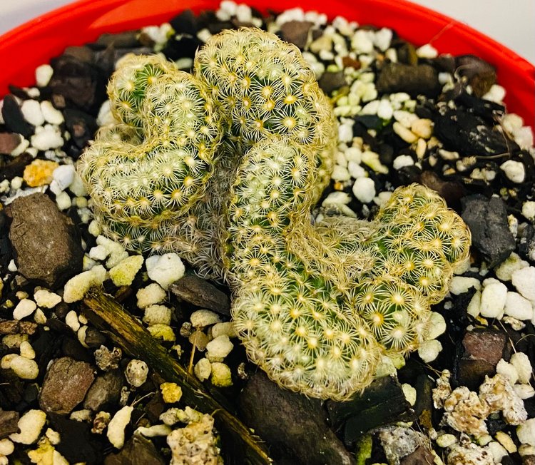 Cacti- Mammillaria Brain