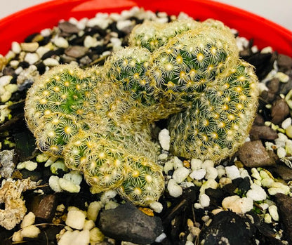 Cacti- Mammillaria Brain