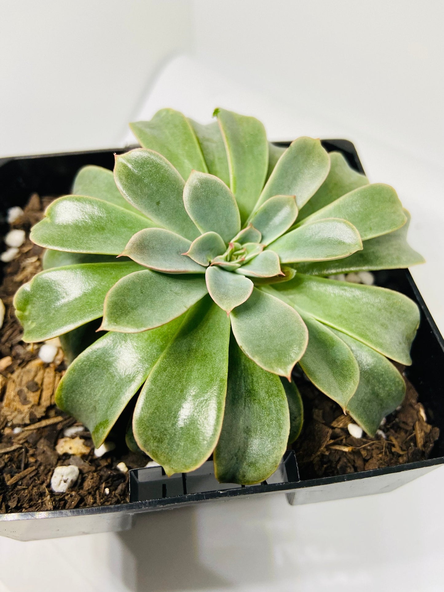 Echeveria "Fantastic Fountain" 130mm