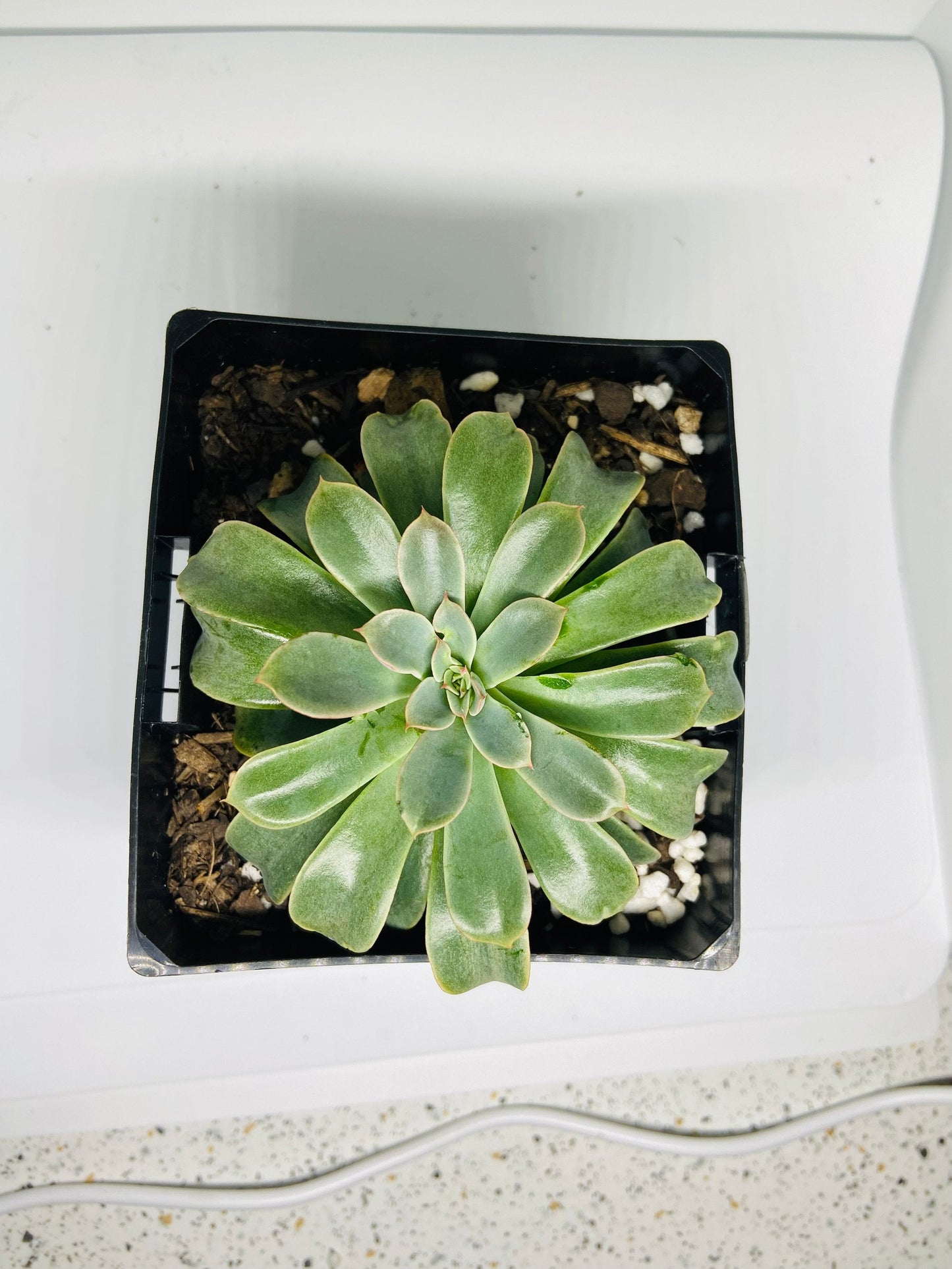 Echeveria "Fantastic Fountain" 130mm
