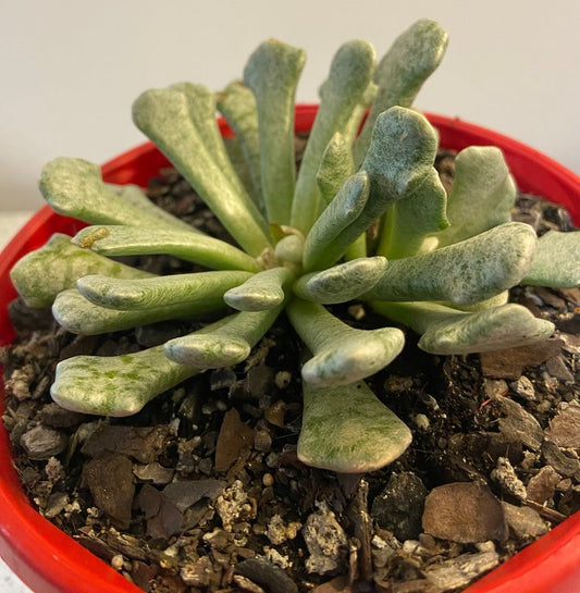 Senecio Scaposus V. Addoensis