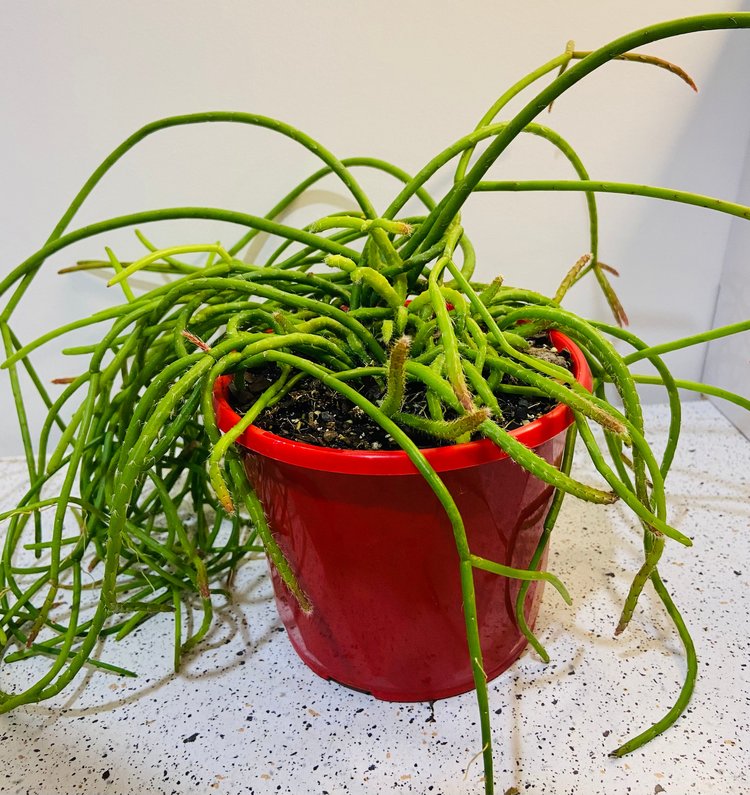 Rhipsalis Baccifera