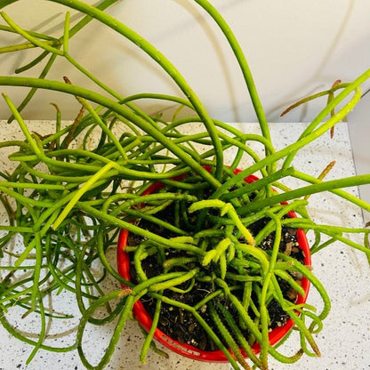 Rhipsalis Baccifera