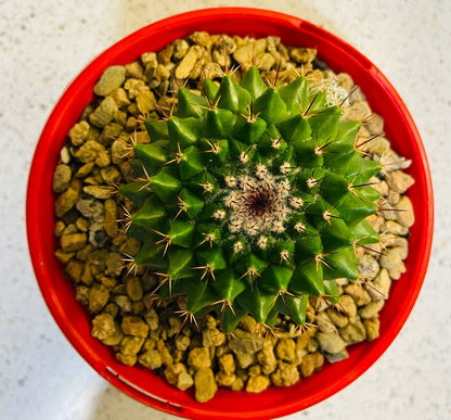 Cacti - Pincushion Cactus