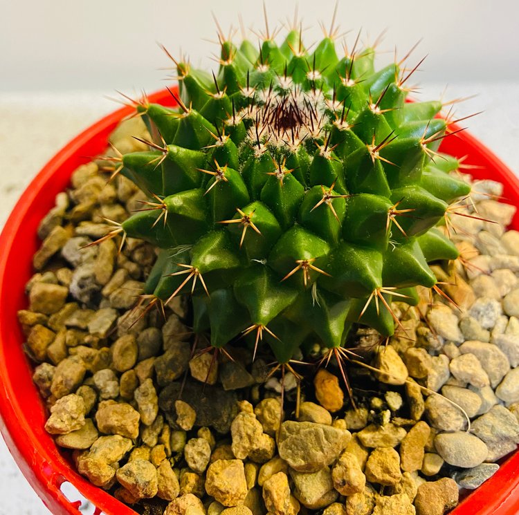 Cacti - Pincushion Cactus