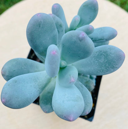 Pachyphytum Glutinicaule