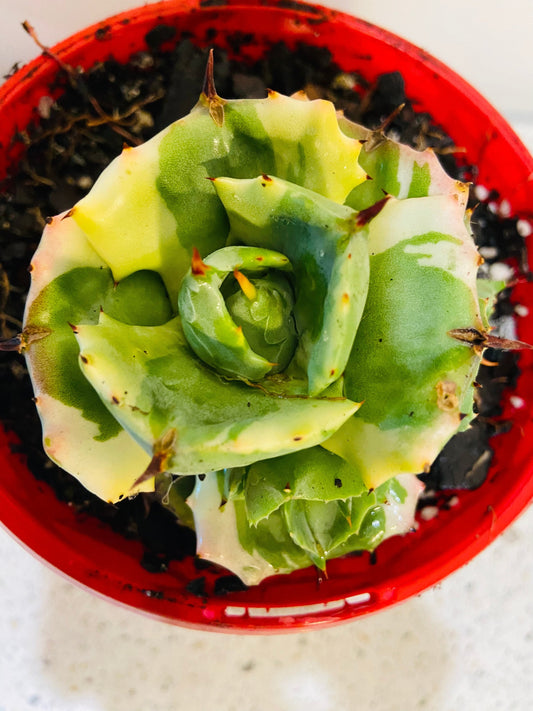 Verschaffeltii Minima Variegata