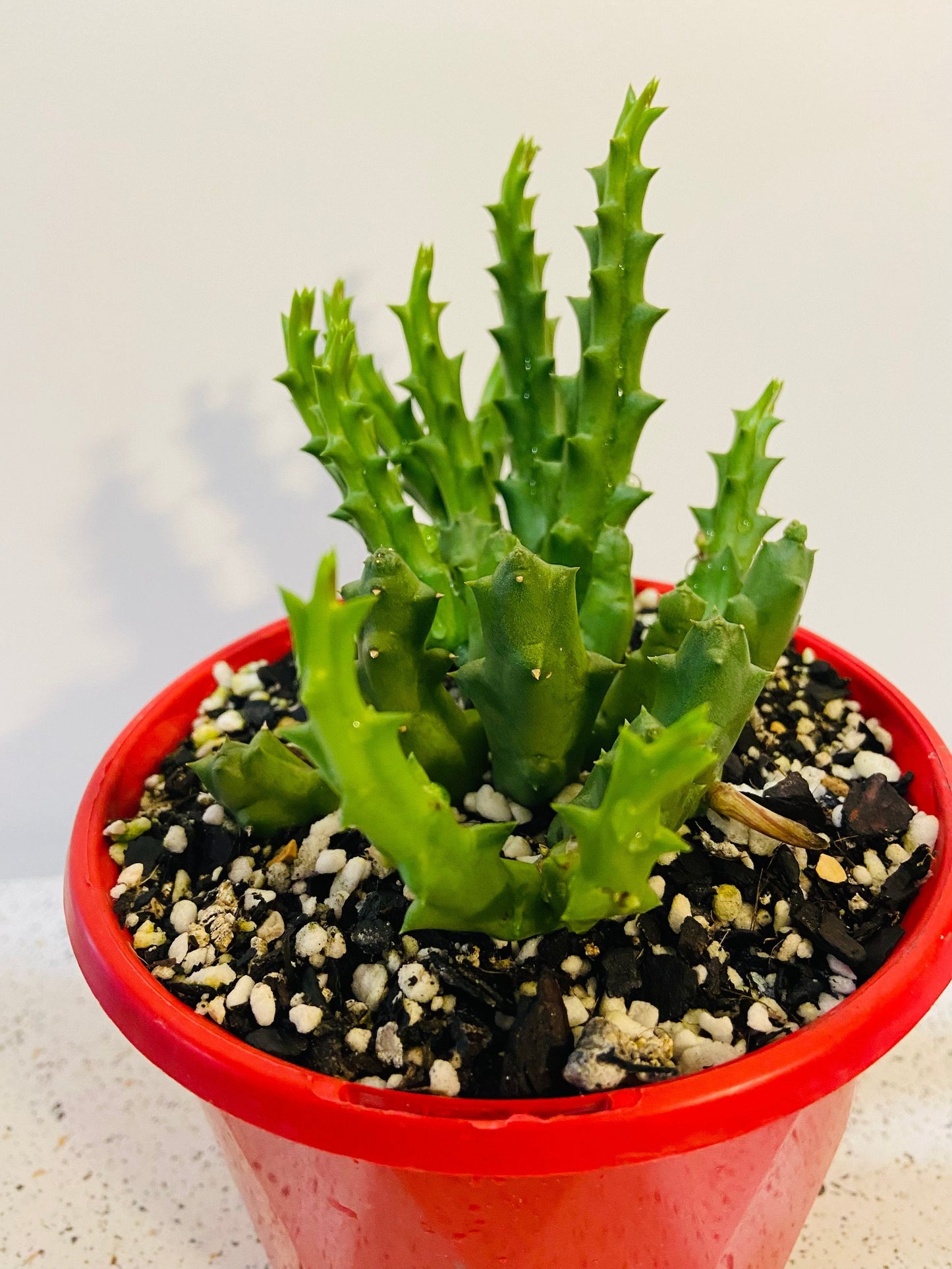 Stapelia Variegata