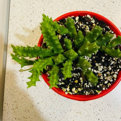 Stapelia Variegata