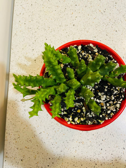 Stapelia Variegata