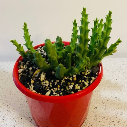 Stapelia Variegata