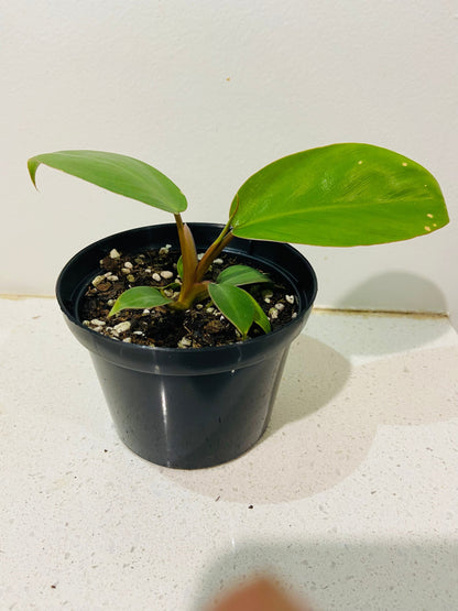 Philodendron Jungle Fever Green