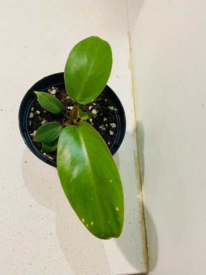 Philodendron Jungle Fever Green