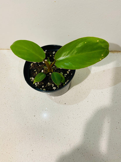 Philodendron Jungle Fever Green