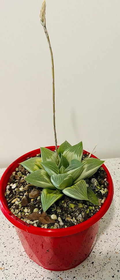 Haworthia 'Milky Way' Variegated