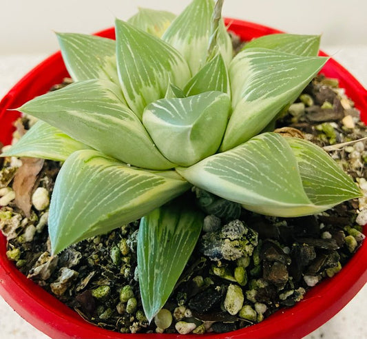 Haworthia 'Milky Way' Variegated