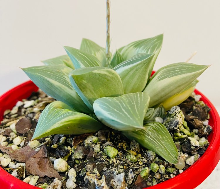 Haworthia 'Milky Way' Variegated