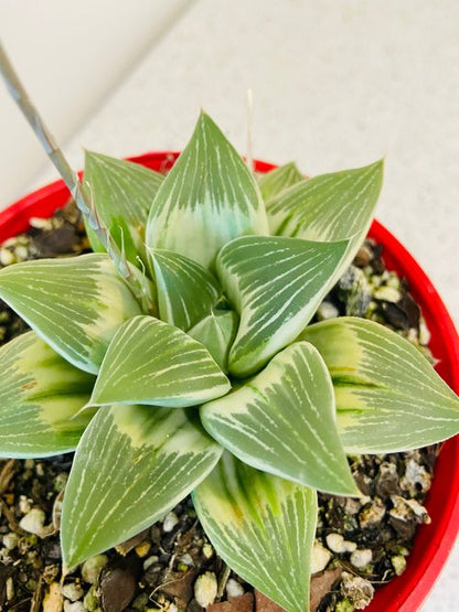 Haworthia 'Milky Way' Variegated