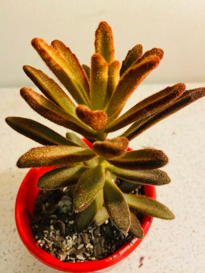 Kalanchoe Tomentosa Dorothy Brown