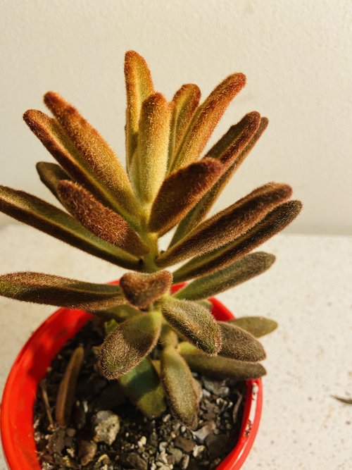 Kalanchoe Tomentosa Dorothy Brown