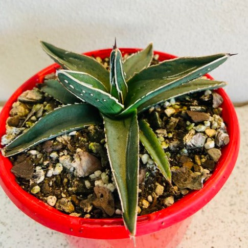 Agave Nickelsiae