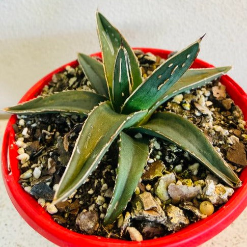 Agave Nickelsiae