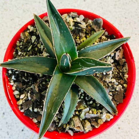 Agave Nickelsiae