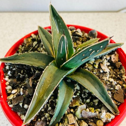 Agave Nickelsiae