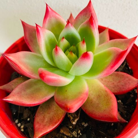 Echeveria Frank Reinelt