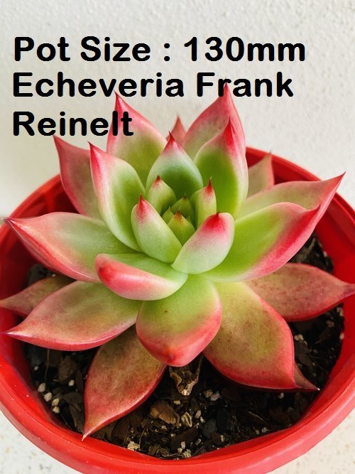 Echeveria  Value Buster Pack - 1